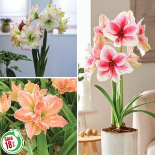Amaryllis Collection 2 Thumbnail